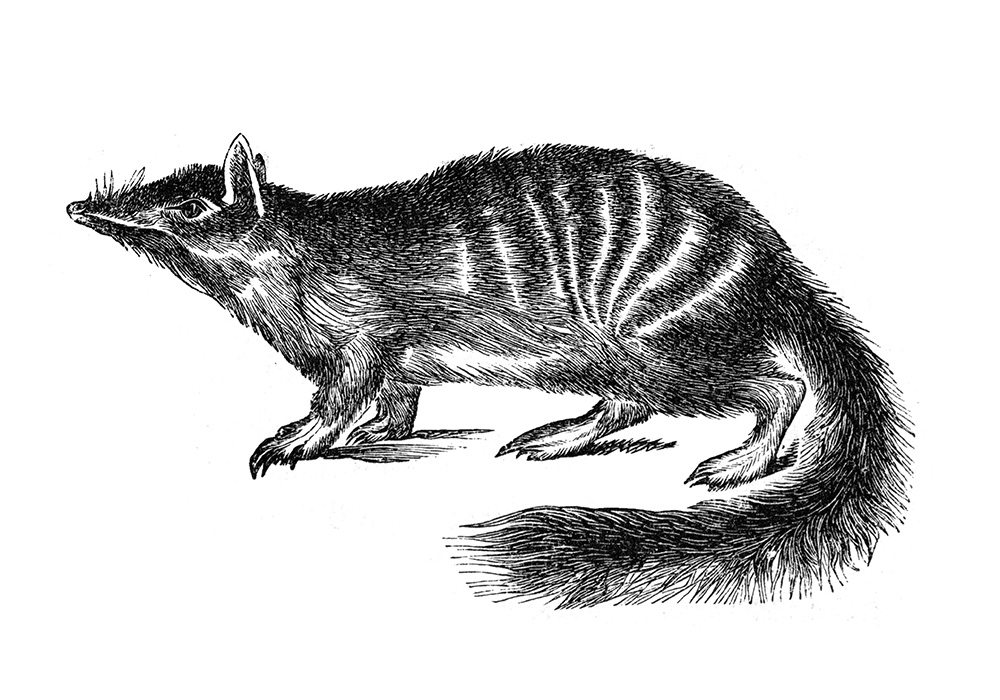banded-anteater-illustration--666-2a.jpg