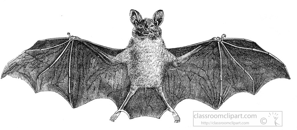 bat-illustration-534b.jpg