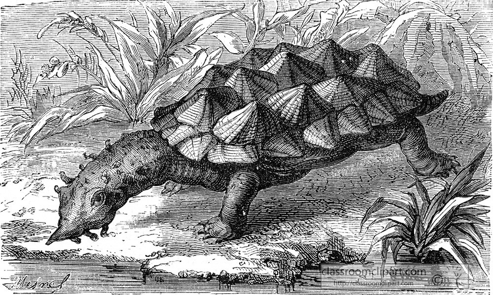 bearded-tortoisebearded-tortoise-illustration-453-2a.jpg