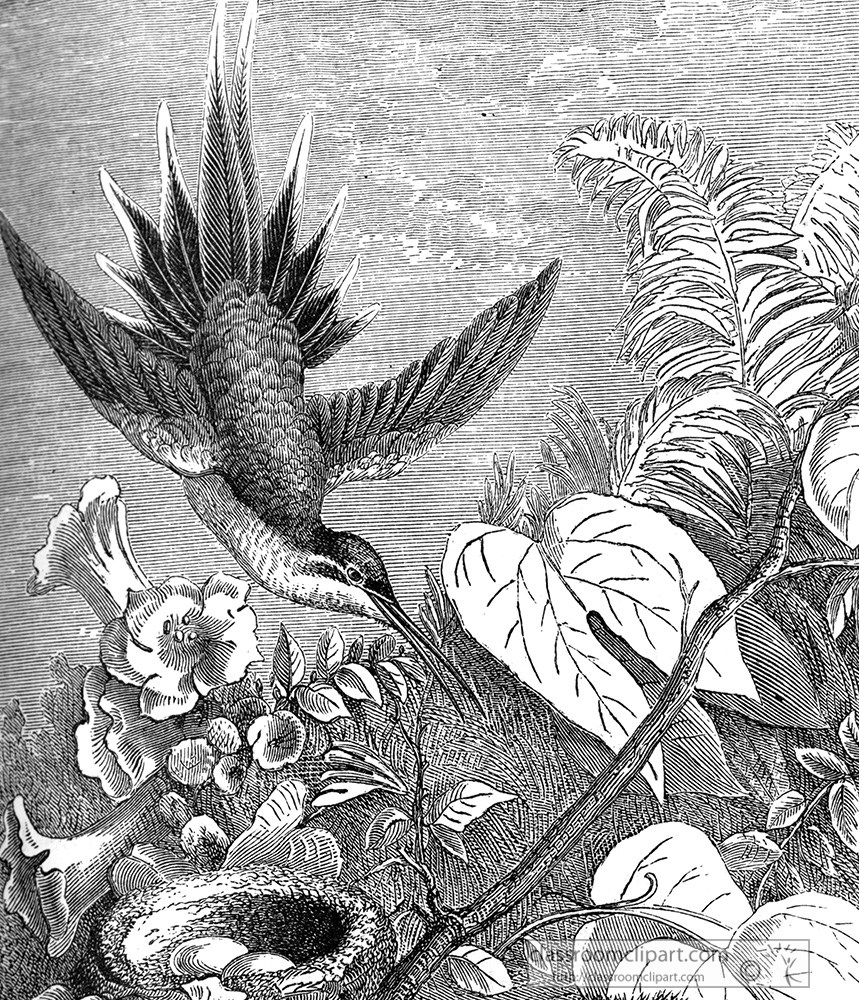bird-illustration-119-c.jpg