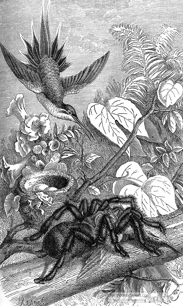bird-near-nest-with-large-spider-illustration.jpg