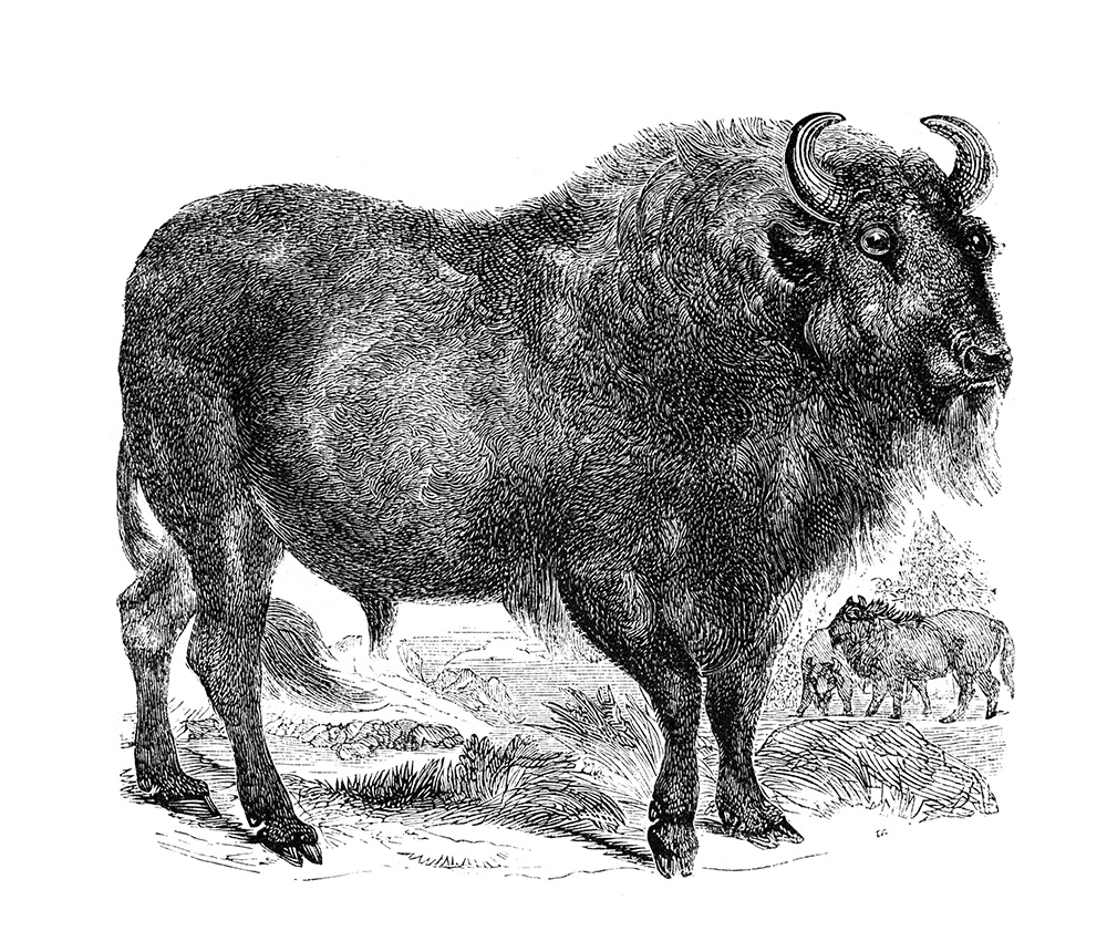 bison-illustration-bison-484.jpg