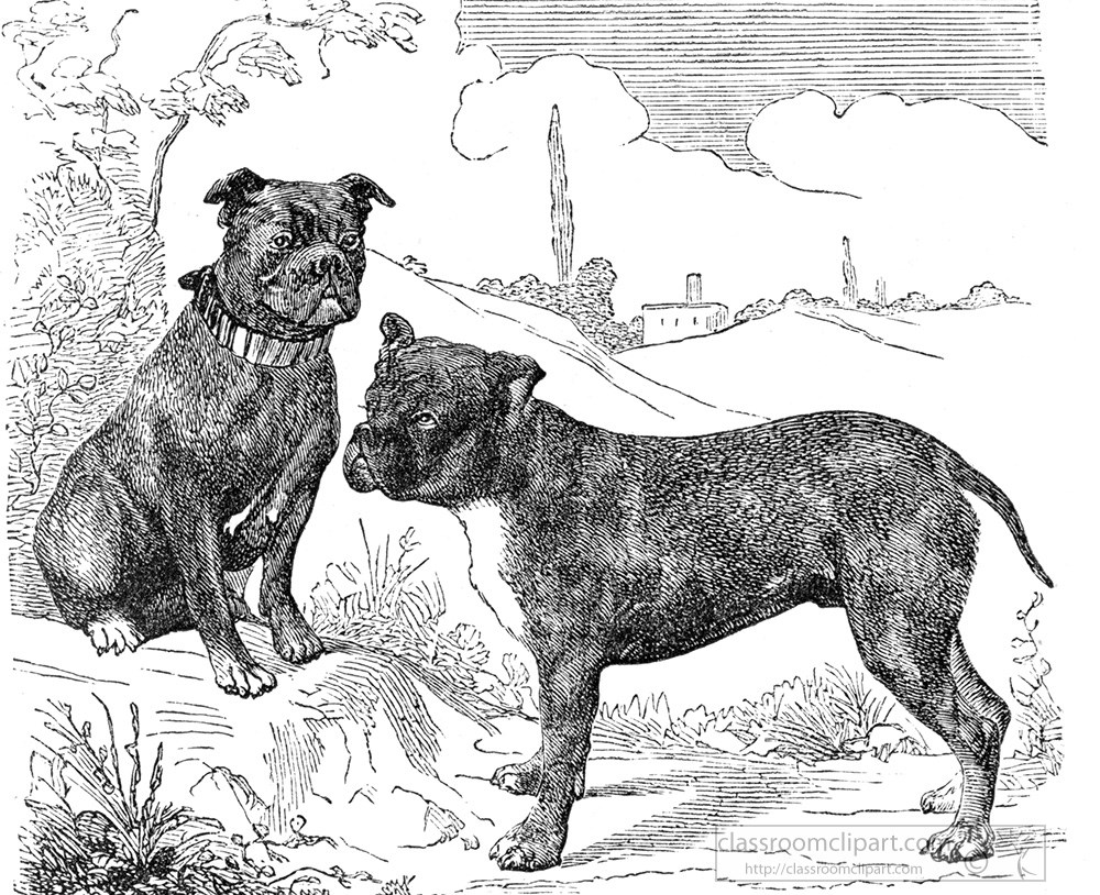 bull-dog-illustration-a.jpg