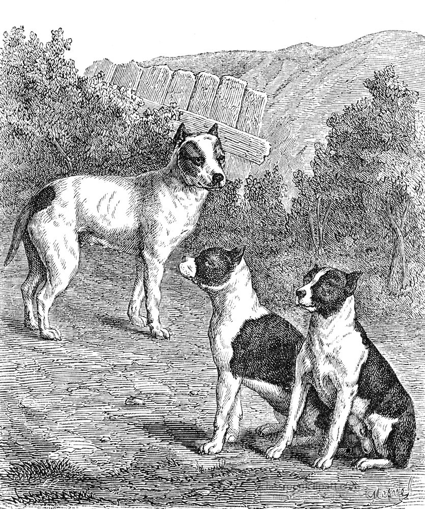 bull-terriers-418a.jpg