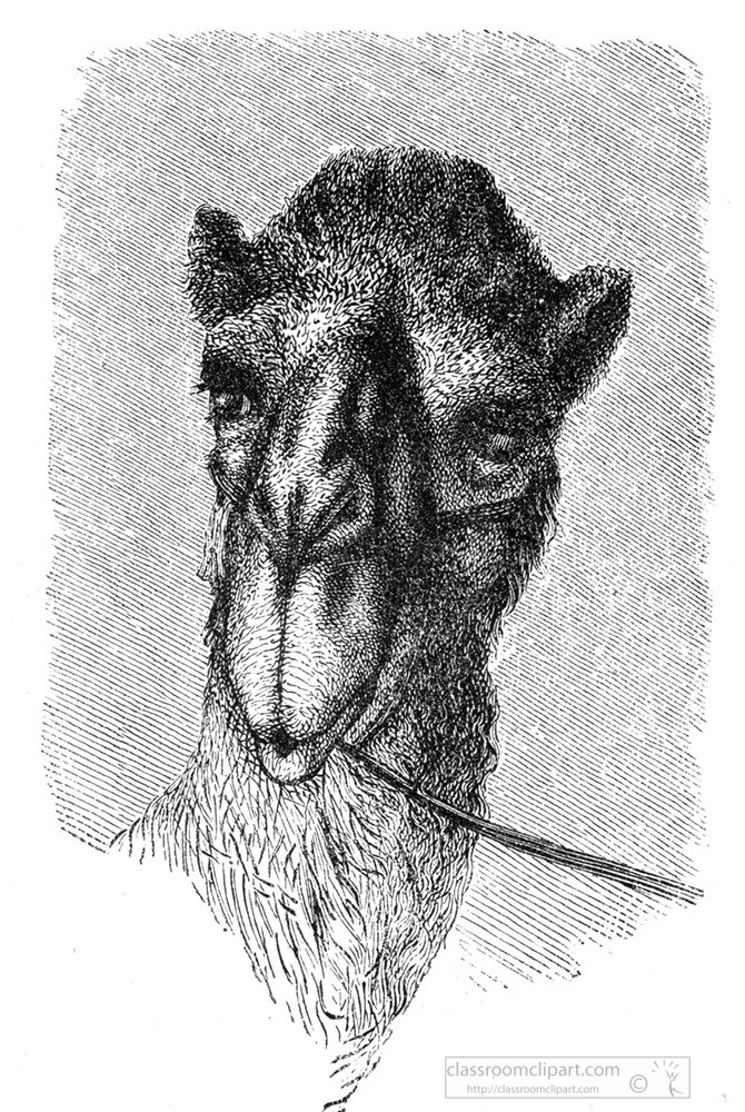 camel-head-illustration-229b.jpg