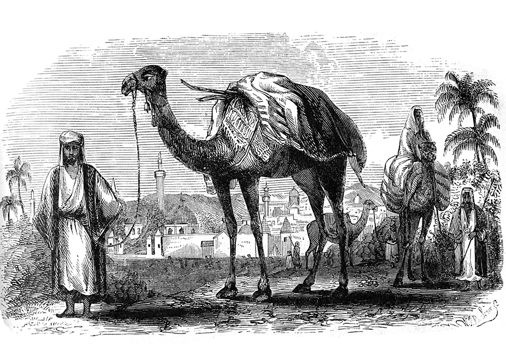 camels-in-damascus-577.jpg