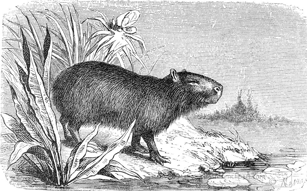 capybara-467a.jpg