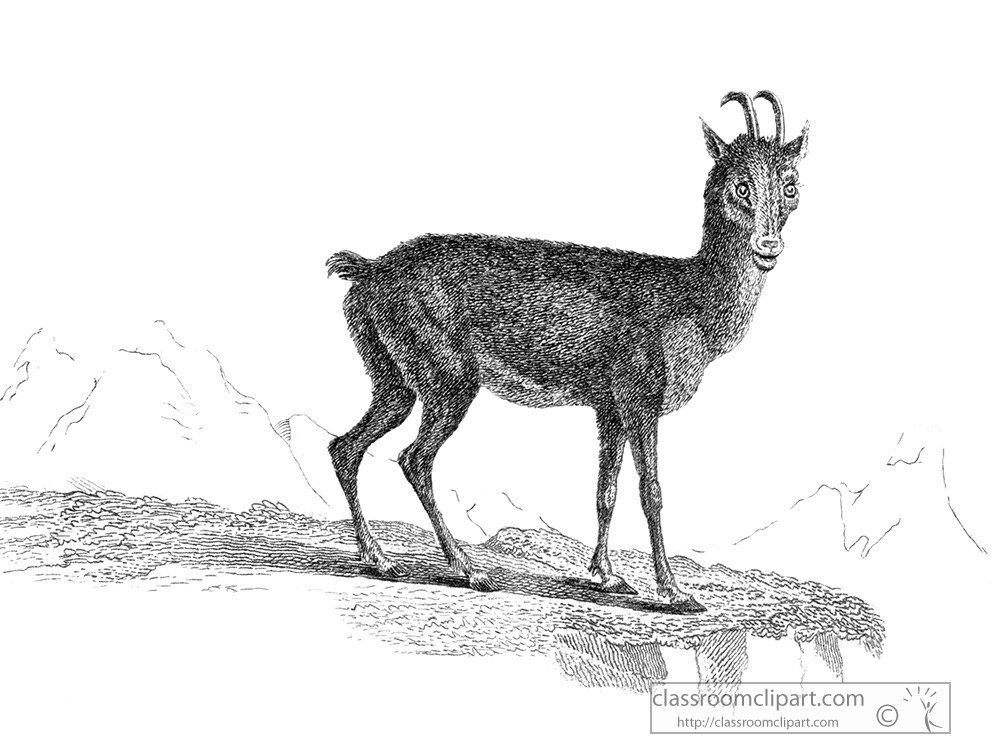 chamois-animal-illustration-26b.jpg