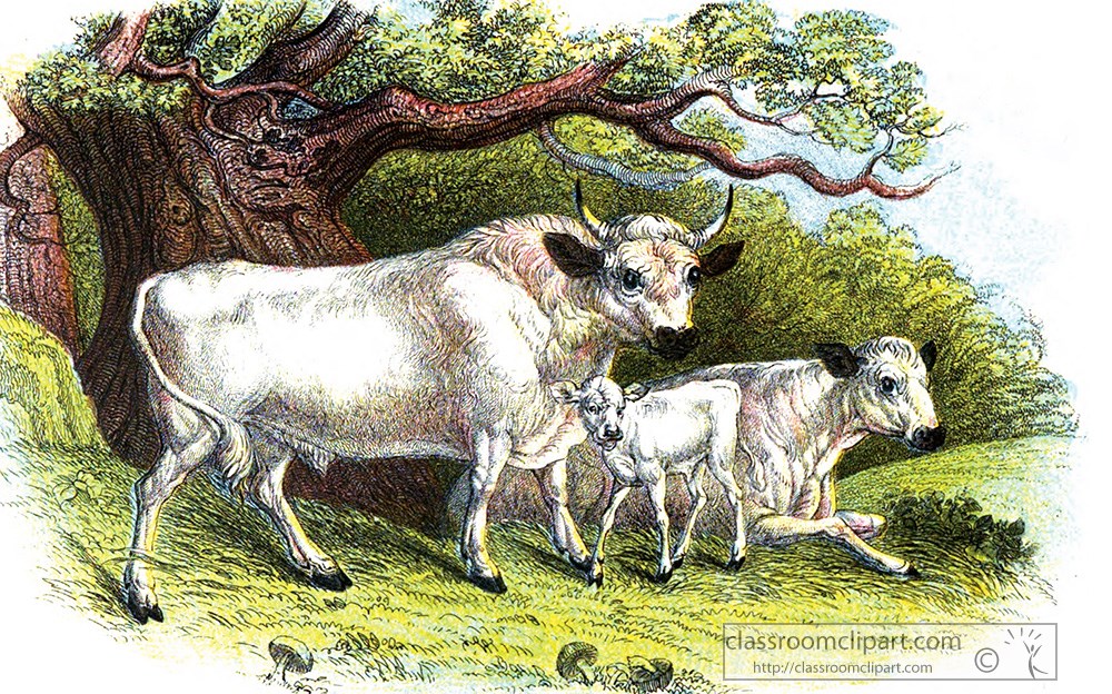 chilingham-cattle-with-calf-color-illustration.jpg