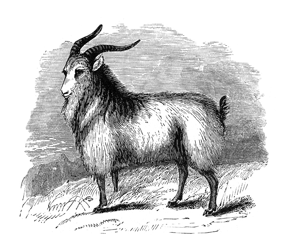 common-goat-illustration-513-b.jpg