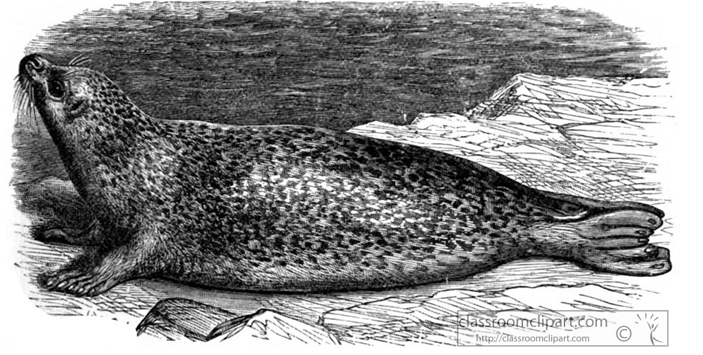 common-seal-animal-historical-illustration.jpg