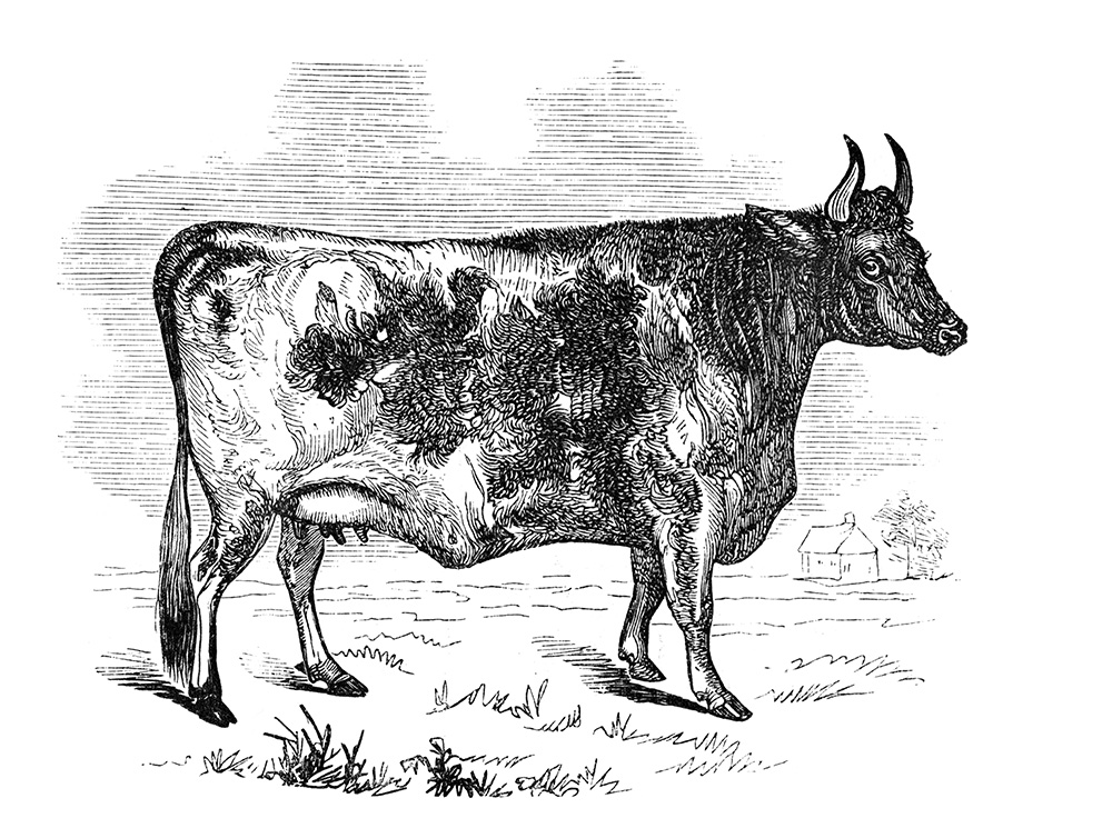 cow-497.jpg