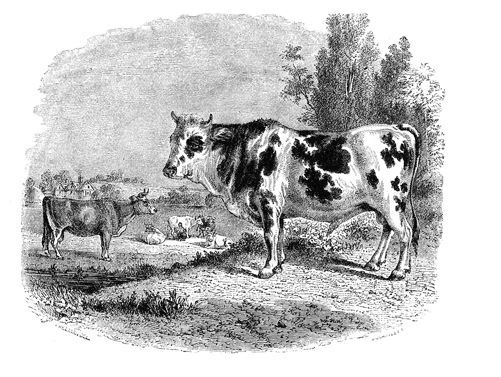 cow-illustration-cow-481.jpg