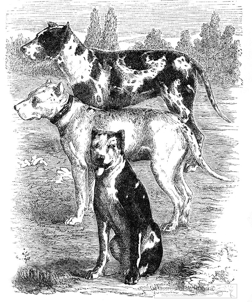 danish-dogs-illustration-405aa.jpg