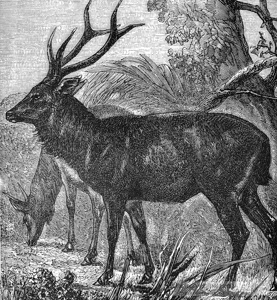 deer-illustration-306a.jpg