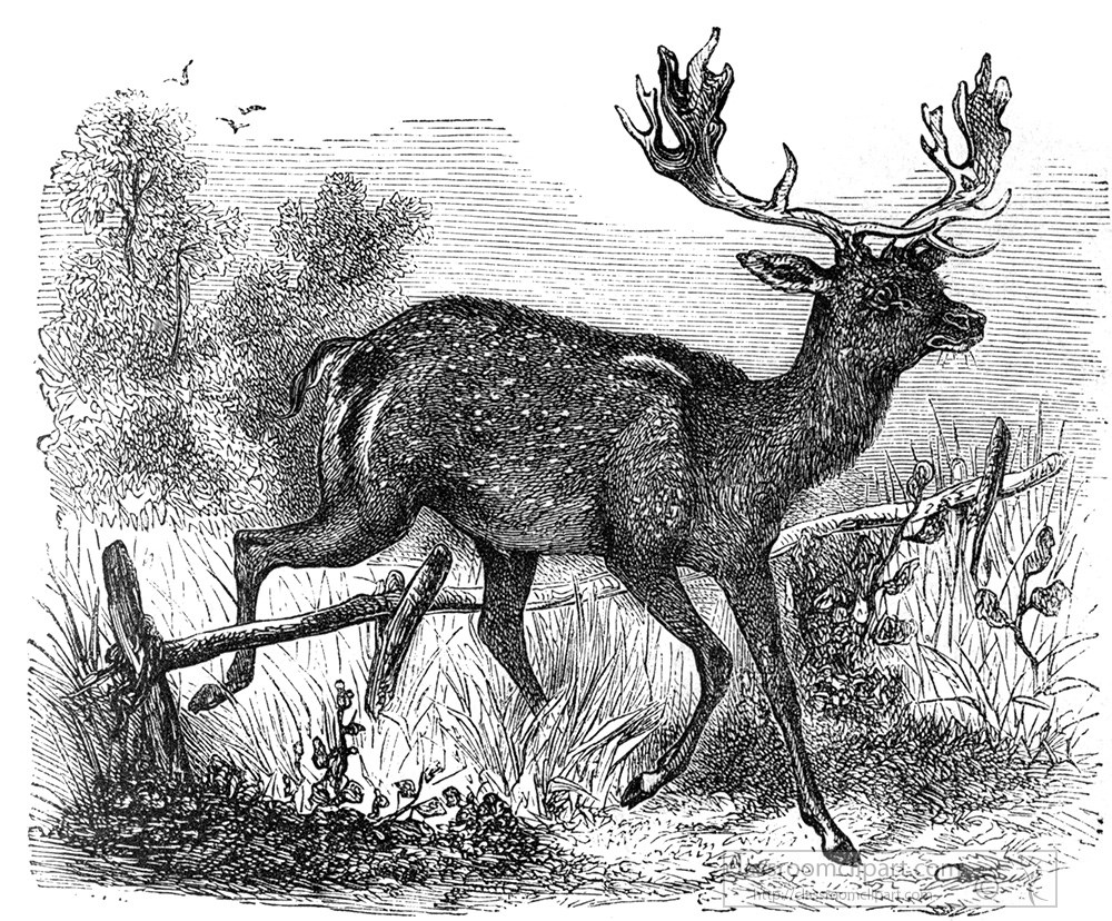 deer-illustration-306b.jpg