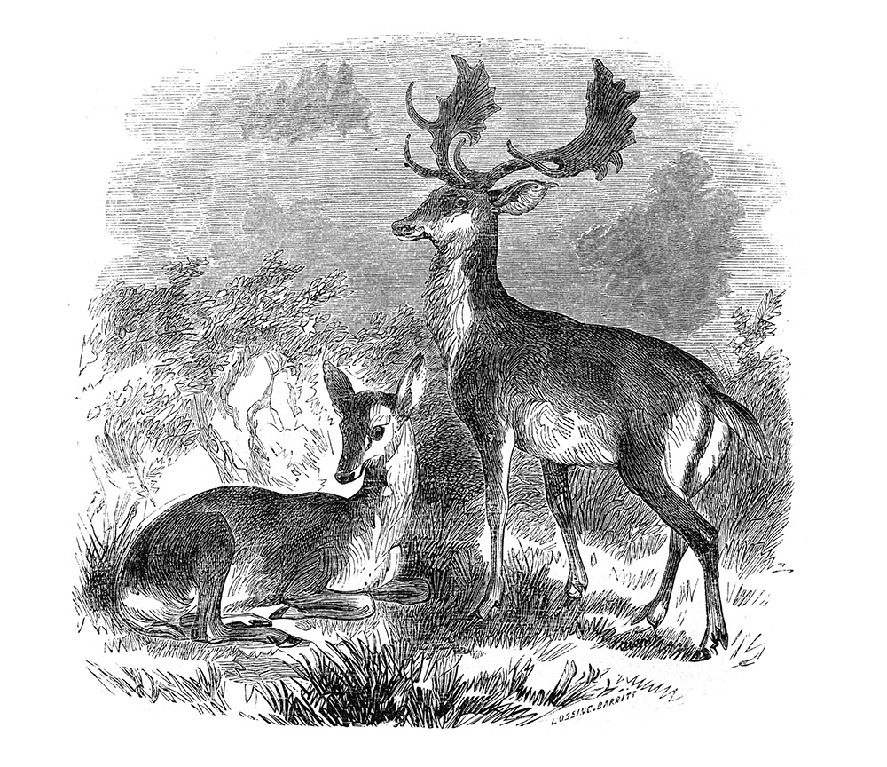 deer-illustration-563-1a.jpg
