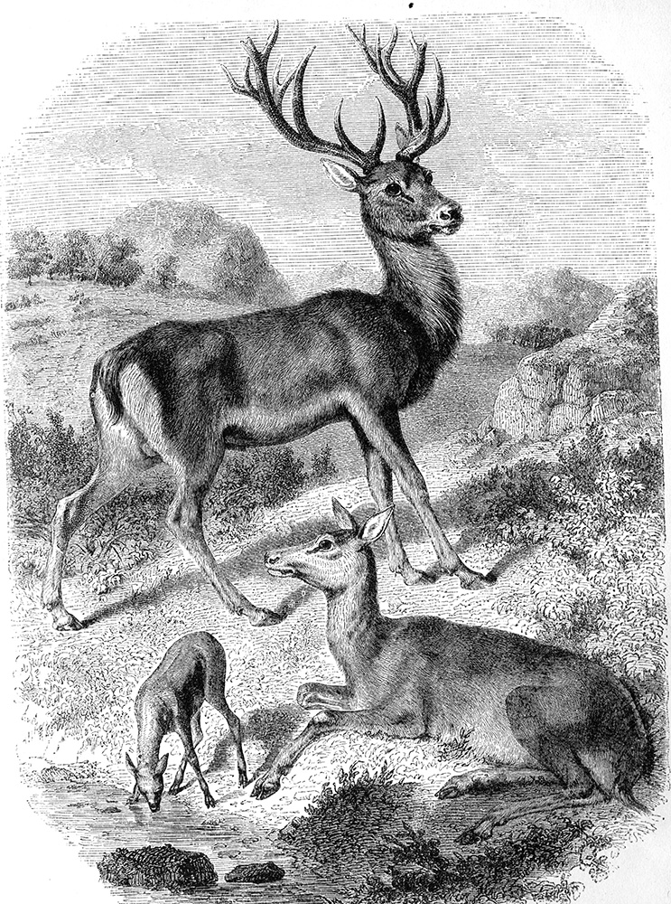 deer-illustration-563.jpg