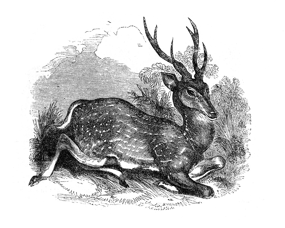 deer-illustration-564.jpg