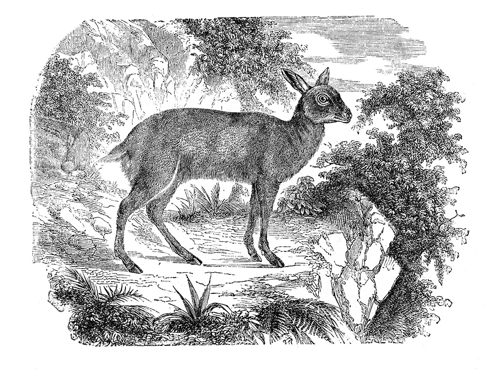 deer-illustration-565-1a.jpg