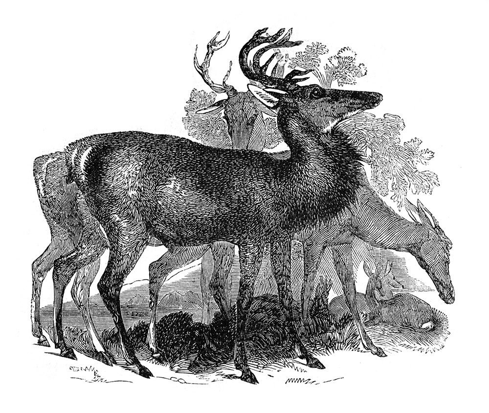 deer-illustration-566-1a.jpg