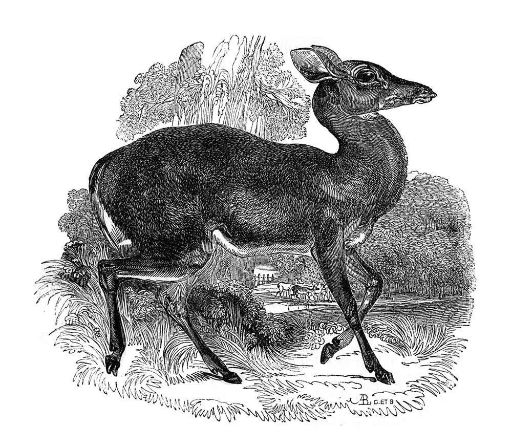 deer-illustration-566-2a.jpg