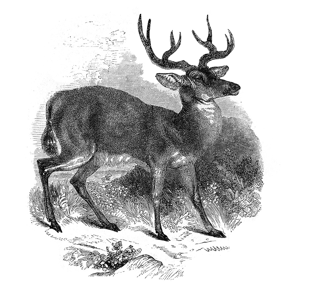 deer-illustration-567.jpg