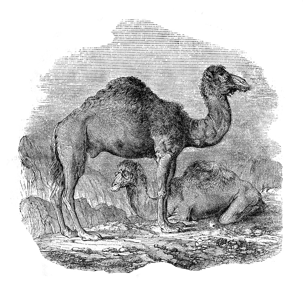 dromedary-camel-illustration-576.jpg