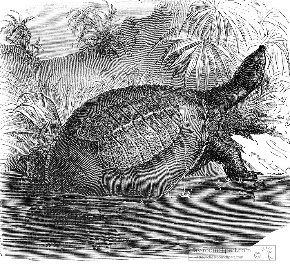egptian-river-tortoisegptian-river-tortoise-illustration-e-455.jpg