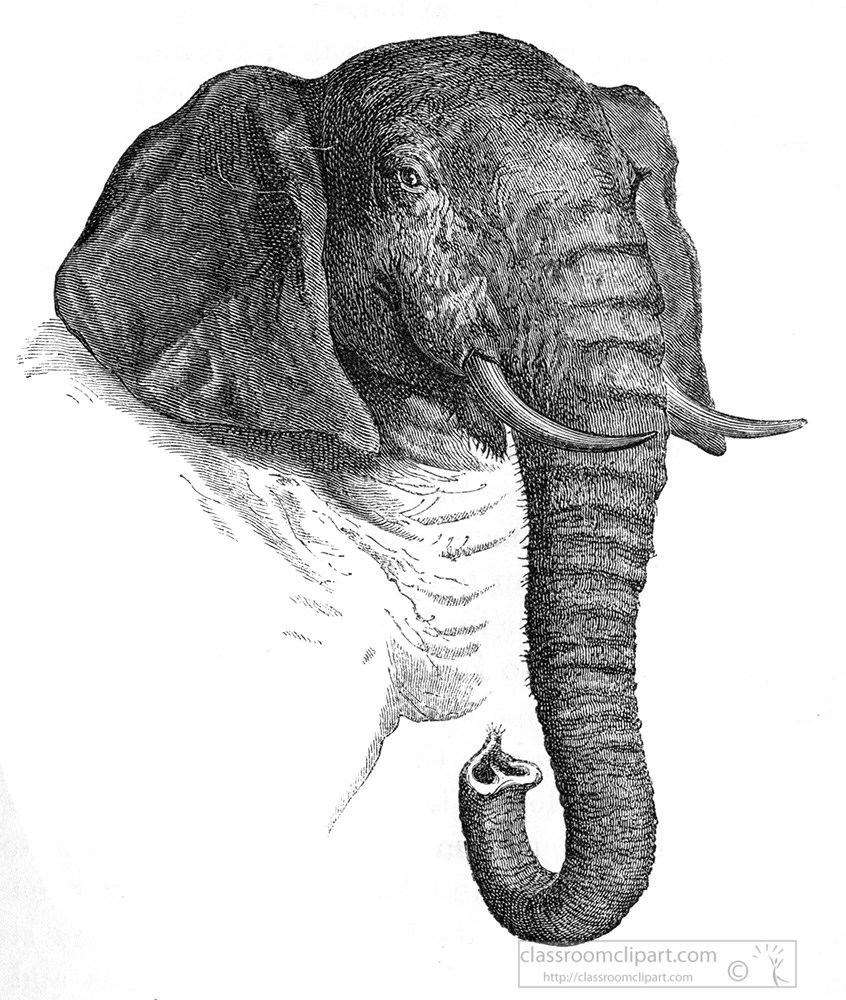 elephant-head-illustration-127a.jpg