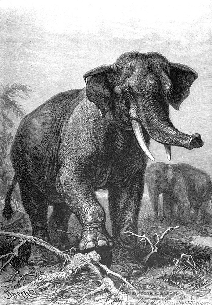 elephant_india-rnm-animal-historical-illustration.jpg