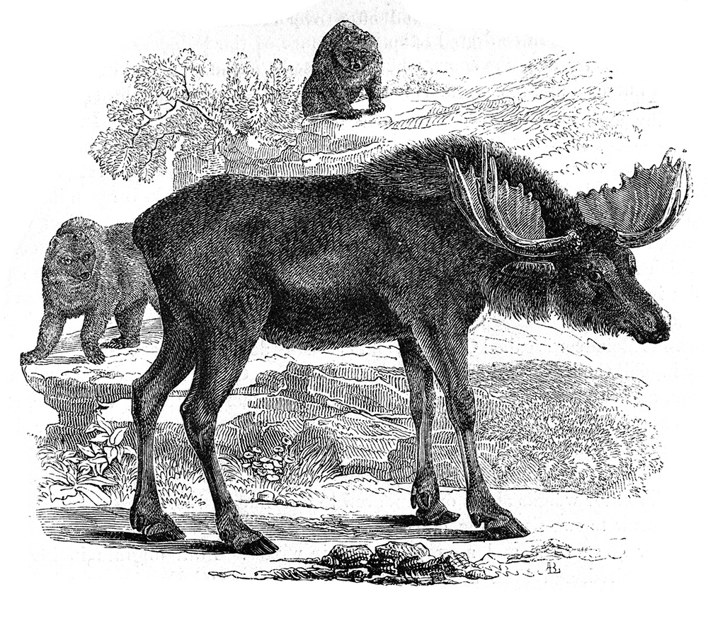 elk-or-moose-560.jpg