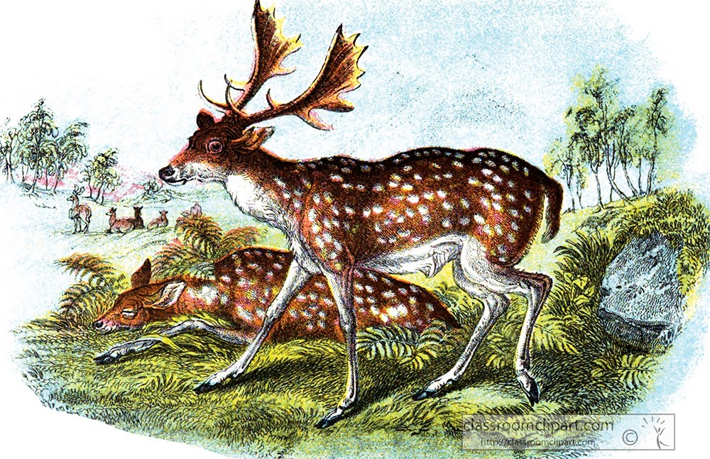 fallow-deer-with-antler-color-illustration.jpg