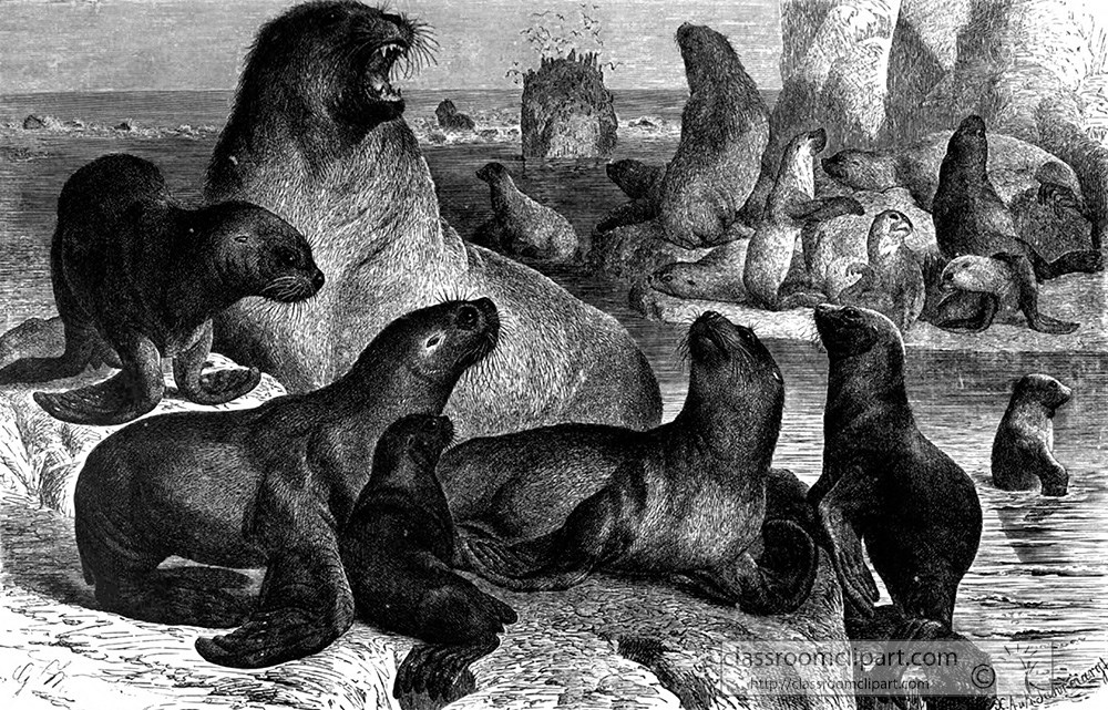 family-of-sea-lions-animal-historical-illustration.jpg
