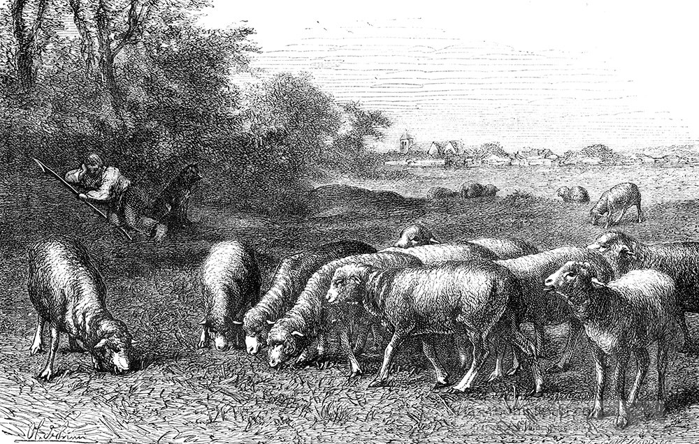 flock-sheep-illustration-264a.jpg