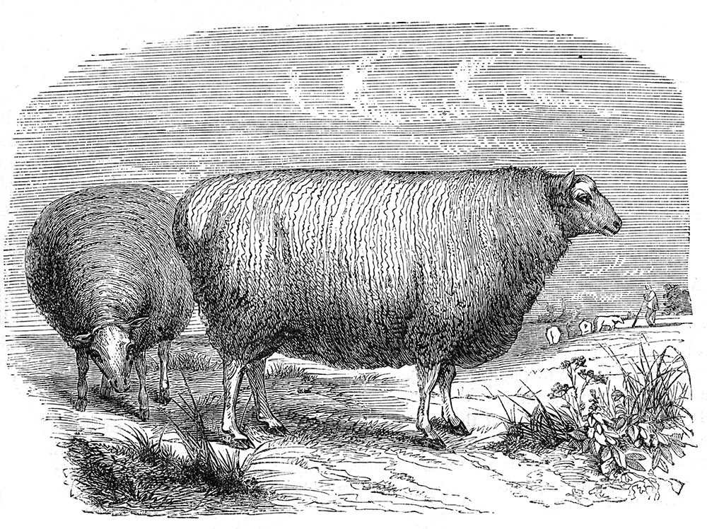 french-sheep-524.jpg