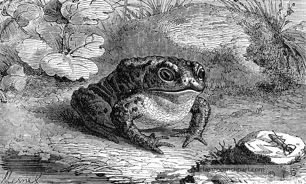 frog-illustration-393.jpg