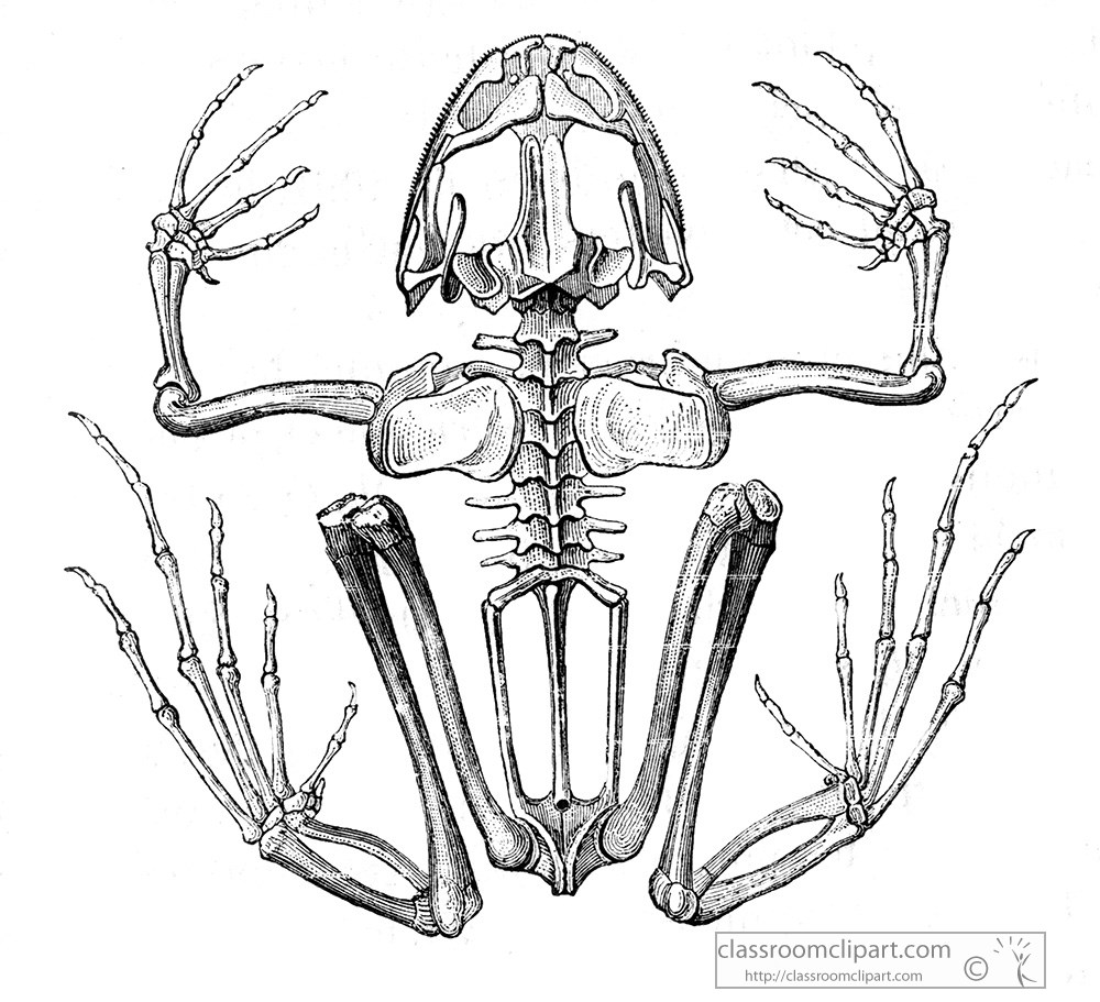 frog-internal-skeleton-anatomy.jpg