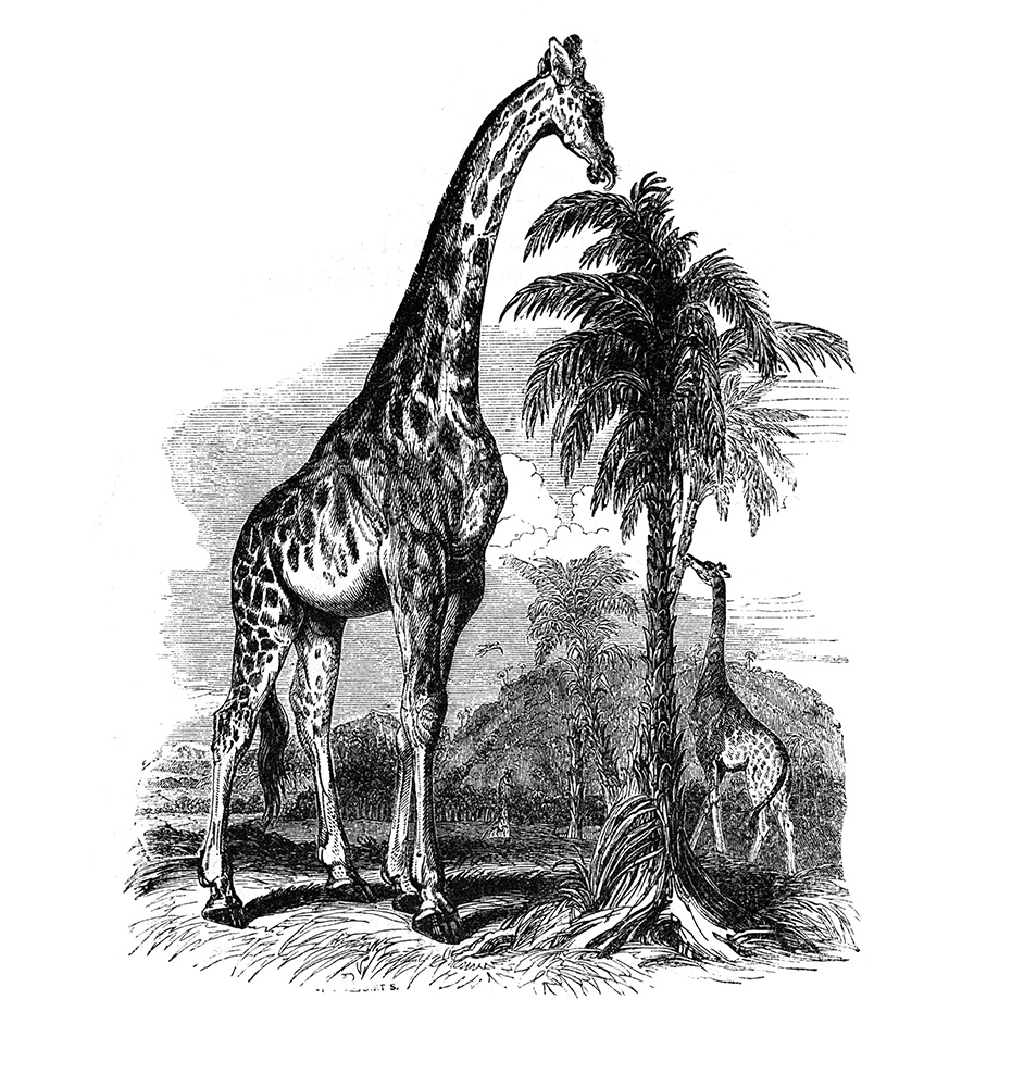giraffe-illustration-554.jpg