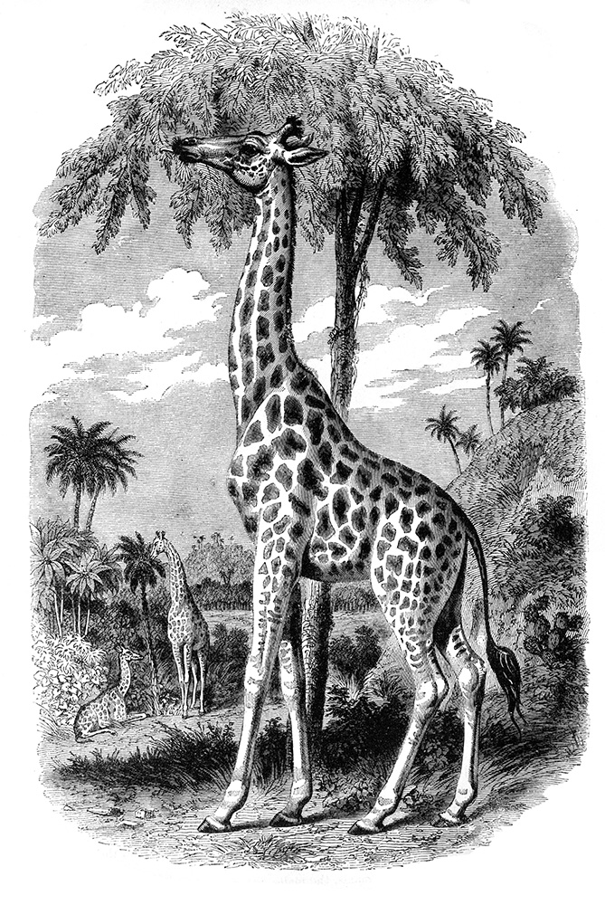 giraffe-illustration-555.jpg