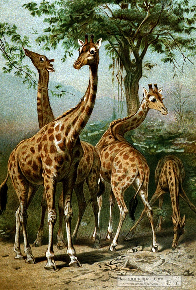 giraffees-standing-near-tree-animal-historical-illustration.jpg