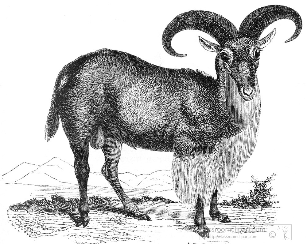 goat-261mb.jpg