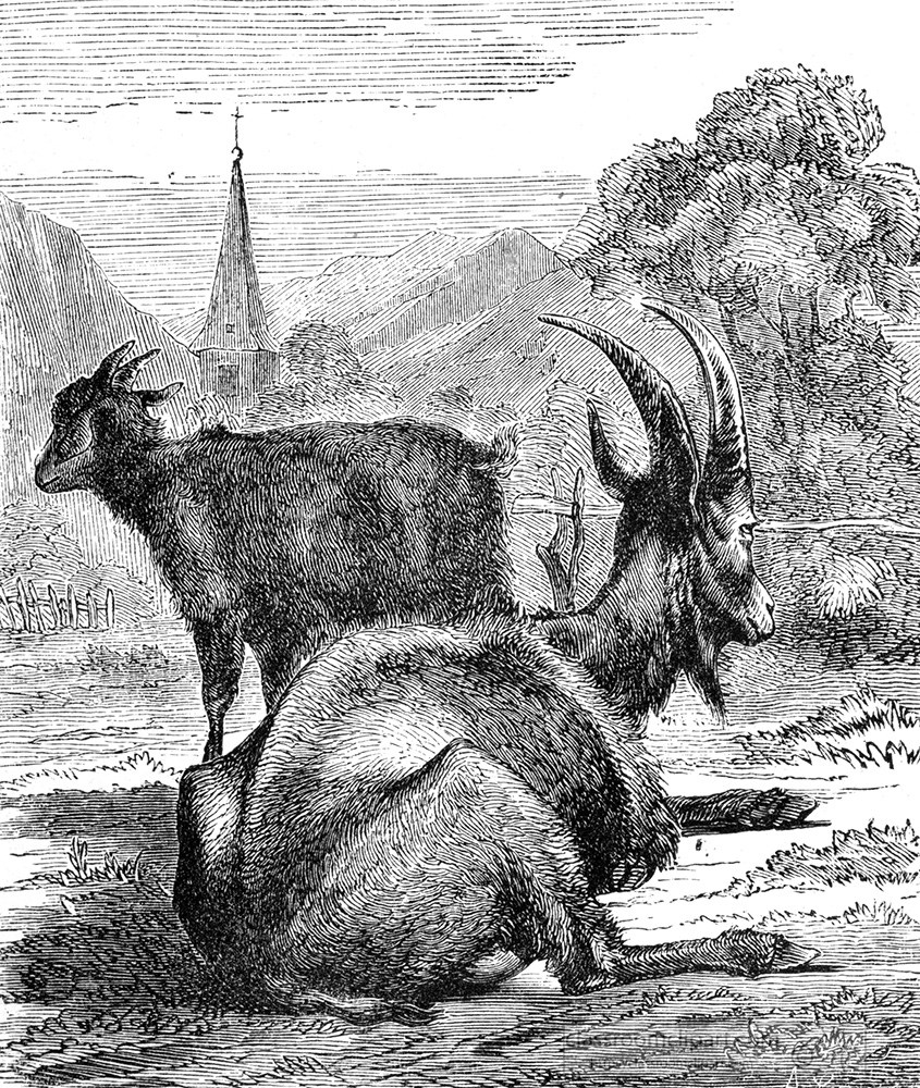 goat-illustration-257a.jpg
