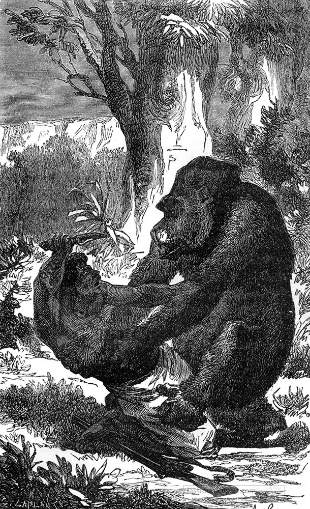 gorilla-illustration-599a.jpg