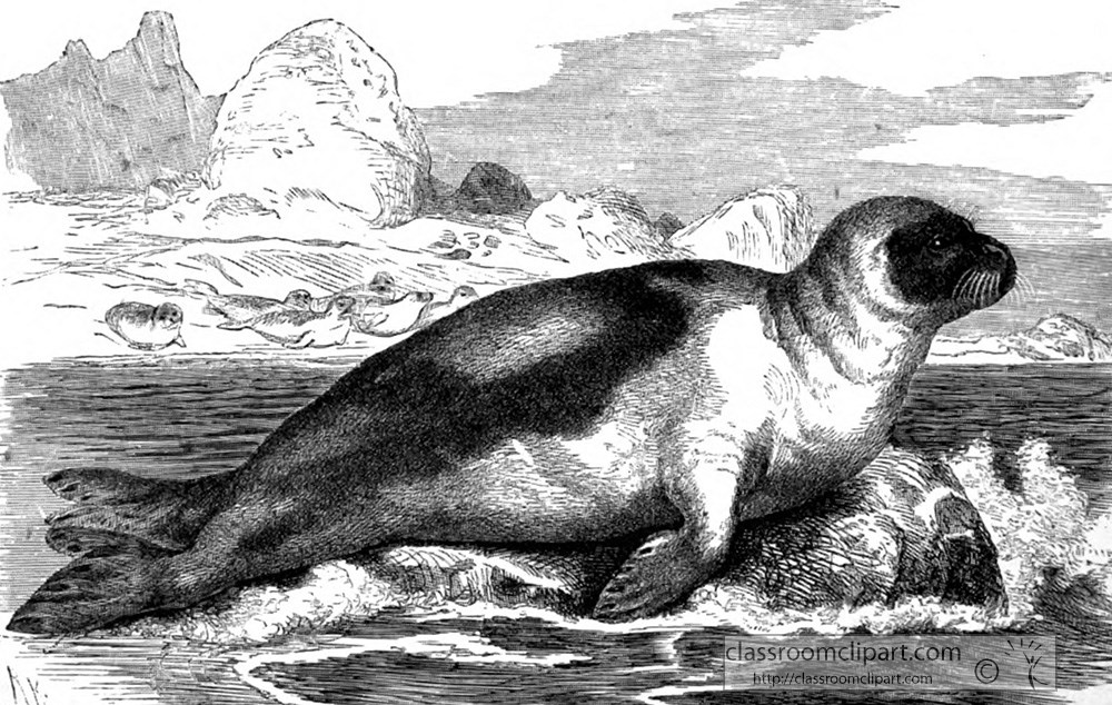 greenland-seal-animal-historical-illustration.jpg