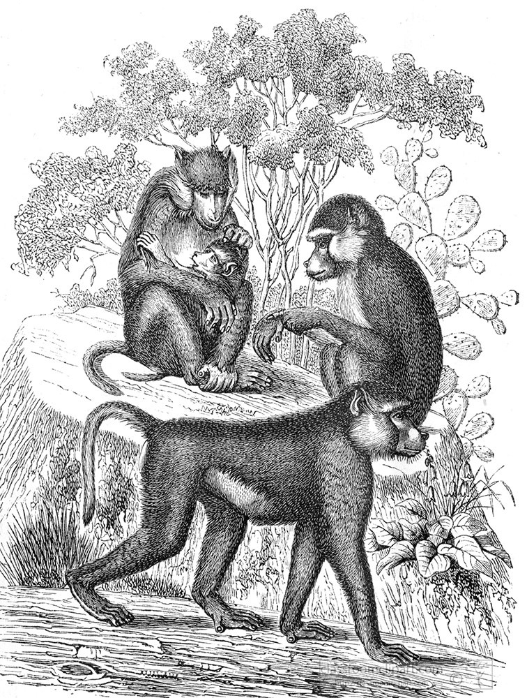 group-of-baboon-illustration-572b.jpg