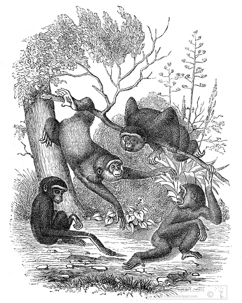 group-of-gibbons-on-tree-branches-illustration-589a.jpg