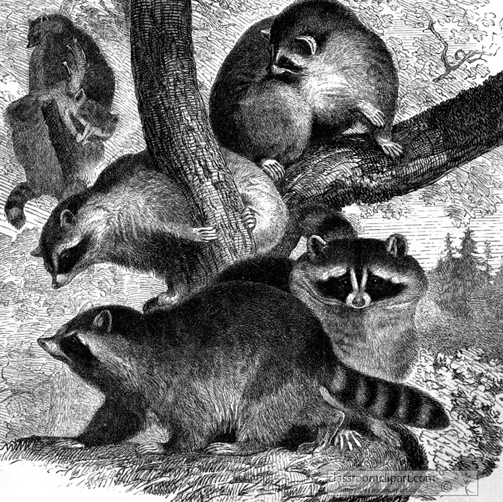 group-of-raccoons-in-trees-animal-historical-illustration.jpg