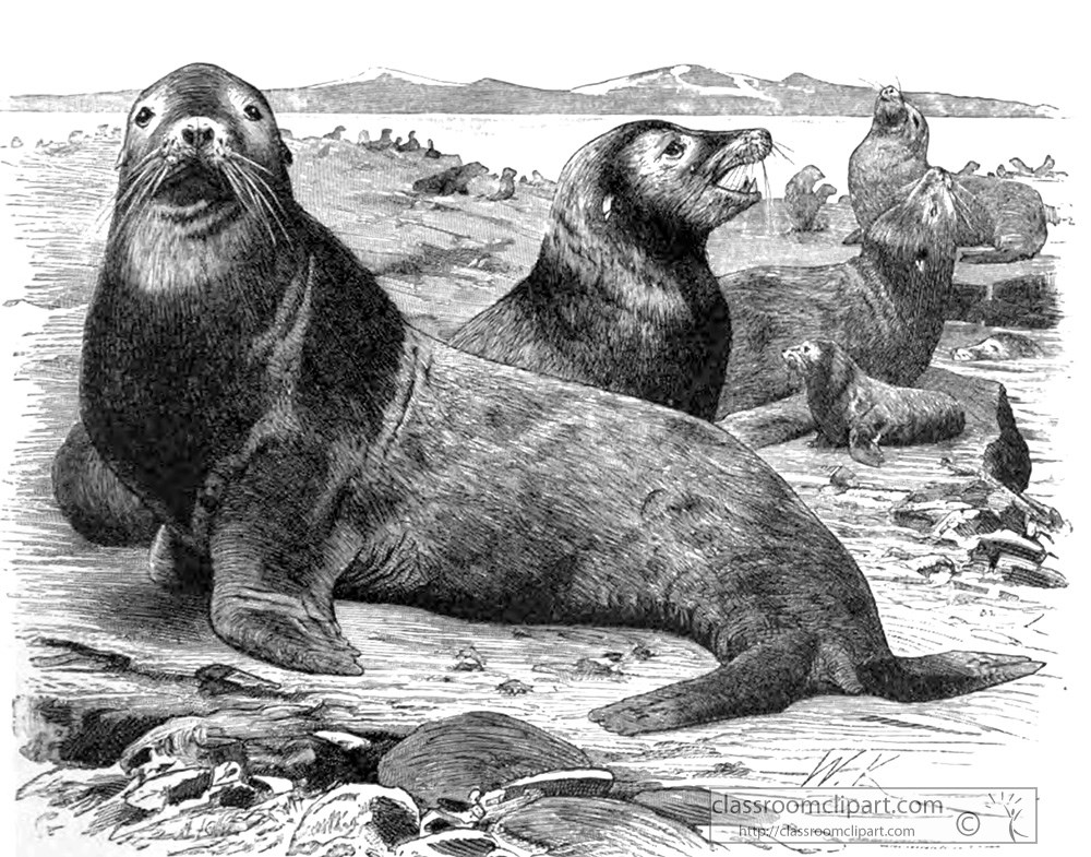 group-of-sea-lions-animal-historical-illustration.jpg