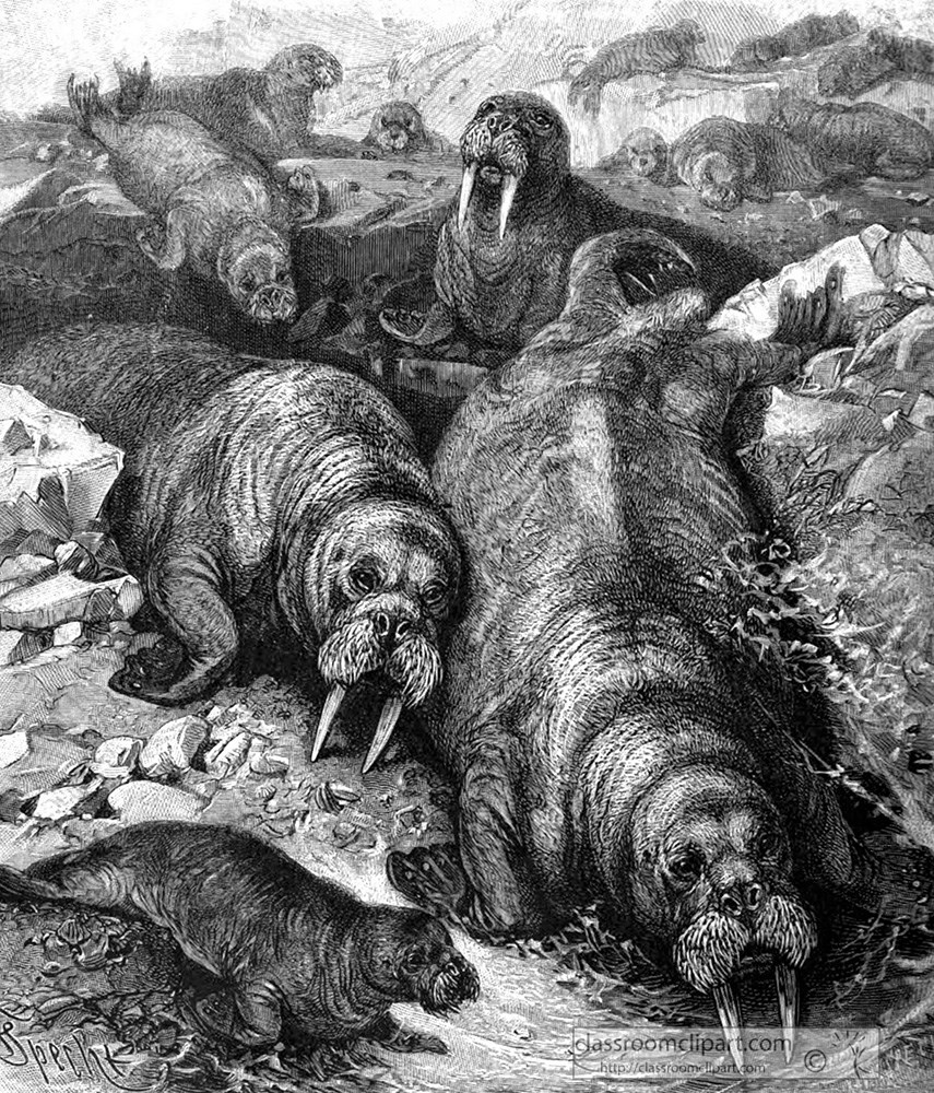 group-of-walruses-laying-on-ice-animal-historical-illustration.jpg